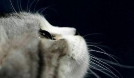 娱乐吃瓜君猫,揭秘娱乐圈那些不为人知的幕后故事